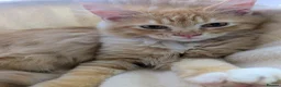 Maine Coon cats for sale: Mainecoon x Ragdoll kittens,read full description  - Advert 13