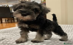 Miniature Schnauzer dogs for sale: Miniature Schnauzers Puppies - Image 2