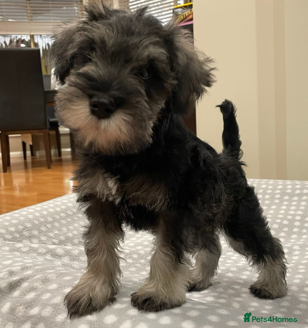 Miniature Schnauzer dogs for sale: Miniature Schnauzers Puppies - Image 2