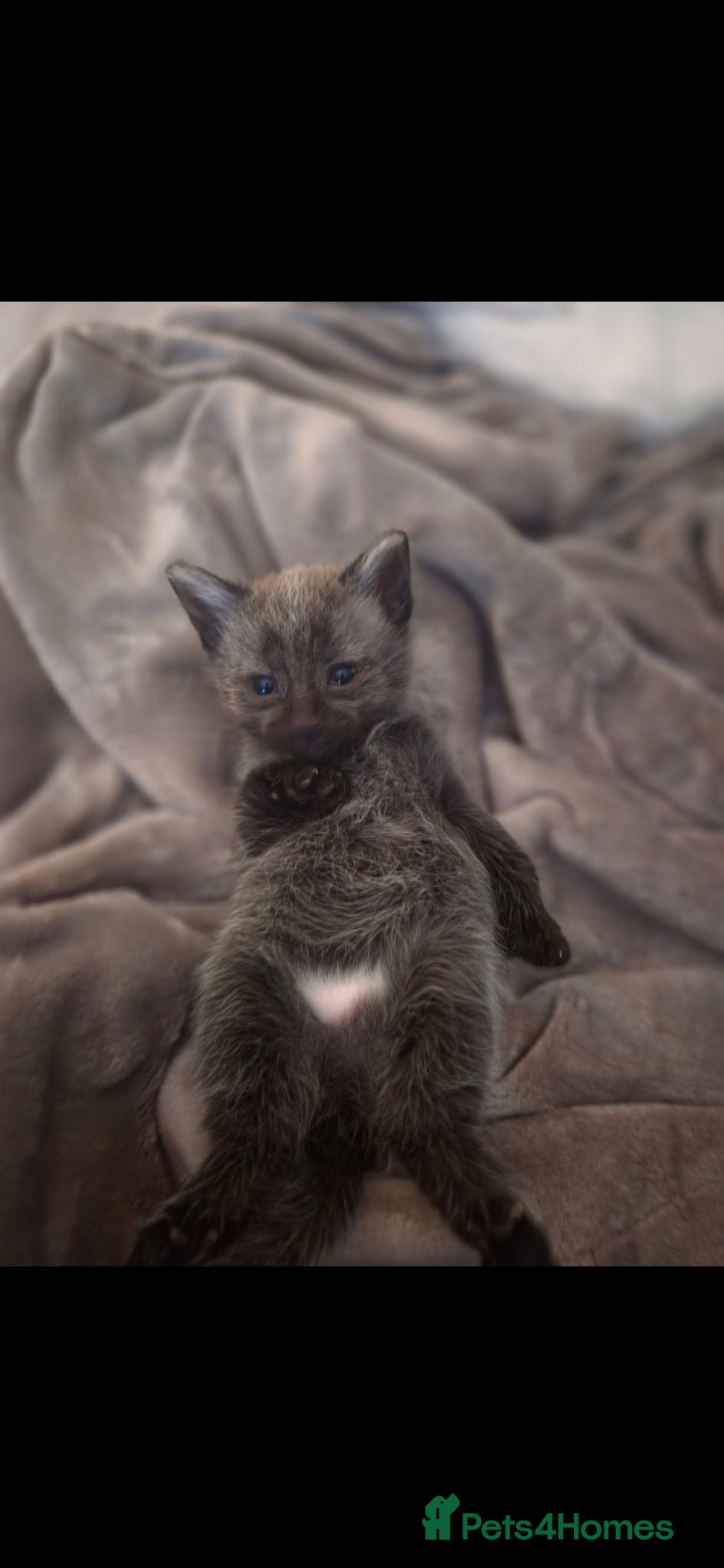 Mixed Breed cats Adorable Half main coon kitten  - Advert 1