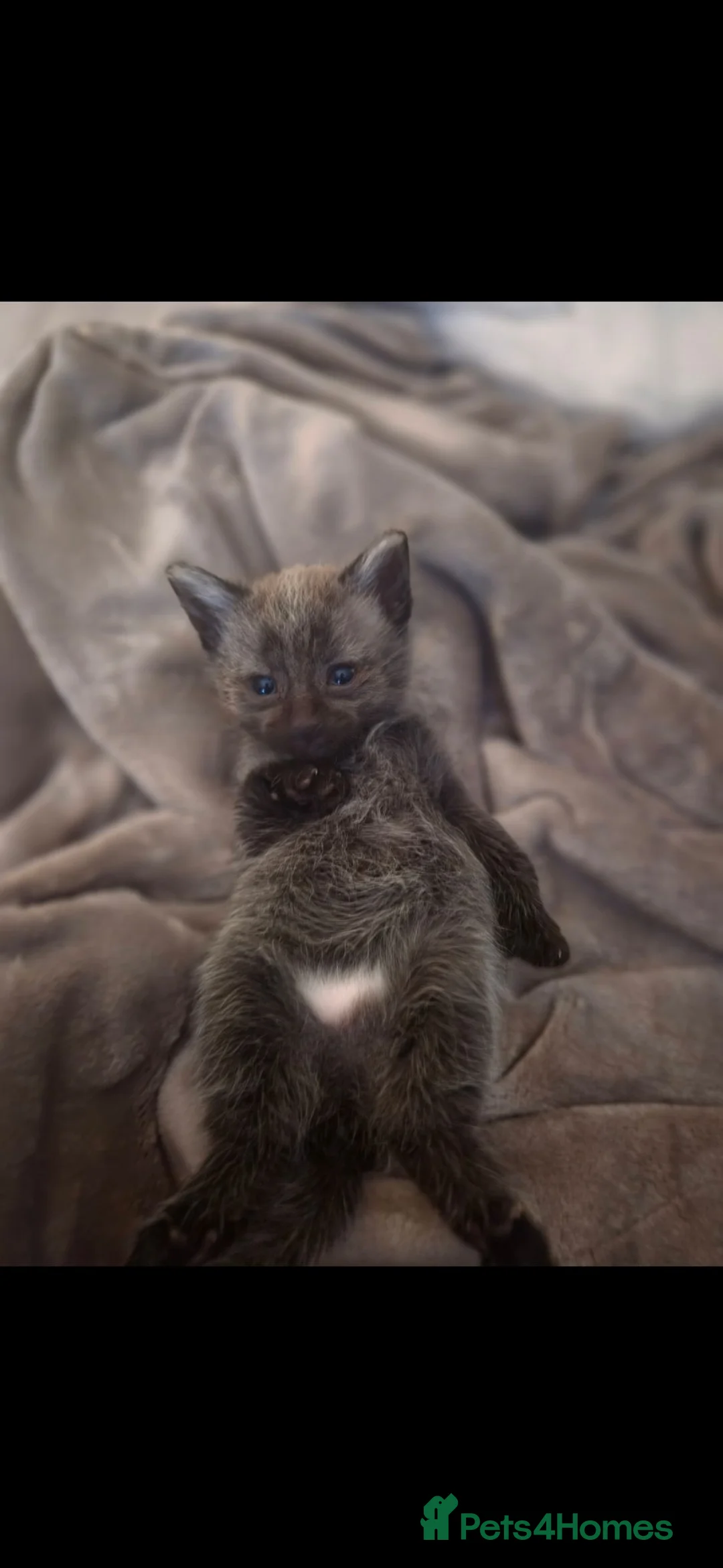 Mixed Breed cats for sale: Adorable Half main coon kitten  - Advert 1
