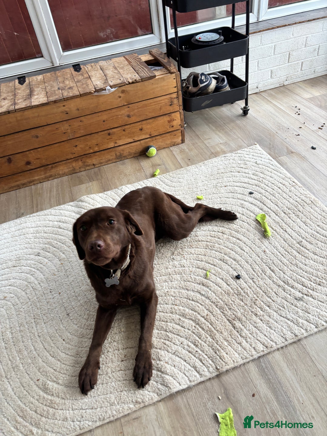 Labrador Retriever dogs for sale: Bingo - Advert 6