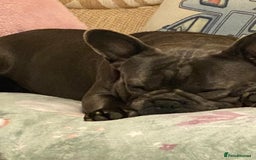 French Bulldog dogs for sale: Male French bull dog  - Image 3