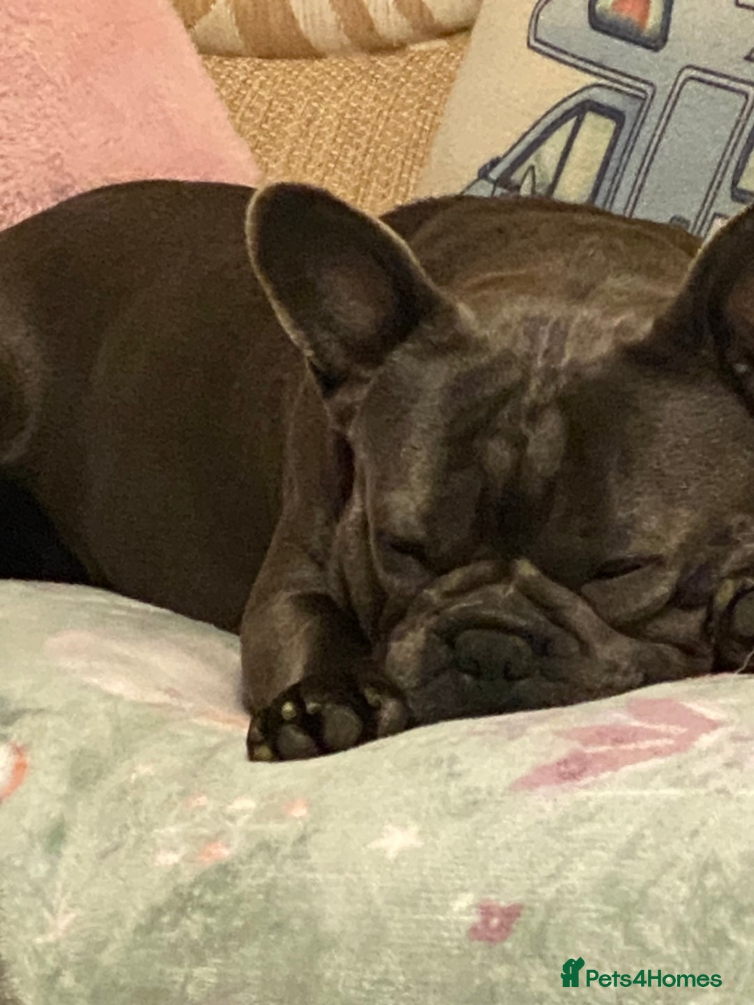 French Bulldog dogs for sale: Male French bull dog  - Image 3