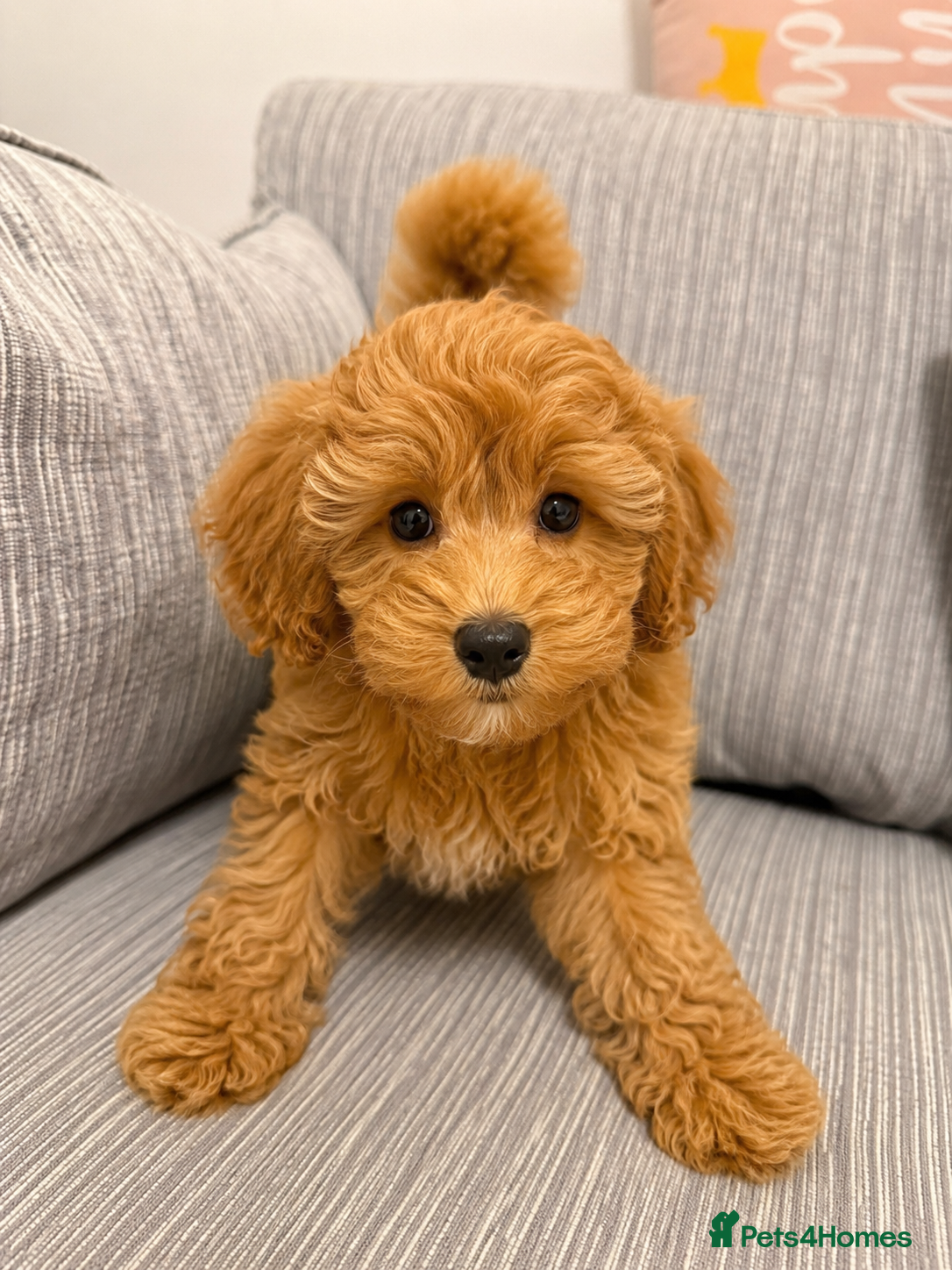 Schnoodle dogs **Last 1** Beautiful Schnoodle Pups  - Advert 1