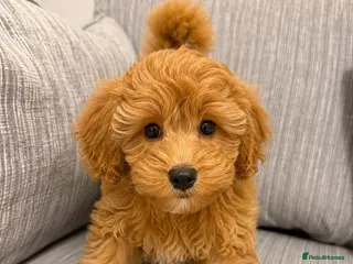 Schnoodle dogs **Last 1** Beautiful Schnoodle Pups - Advert 14