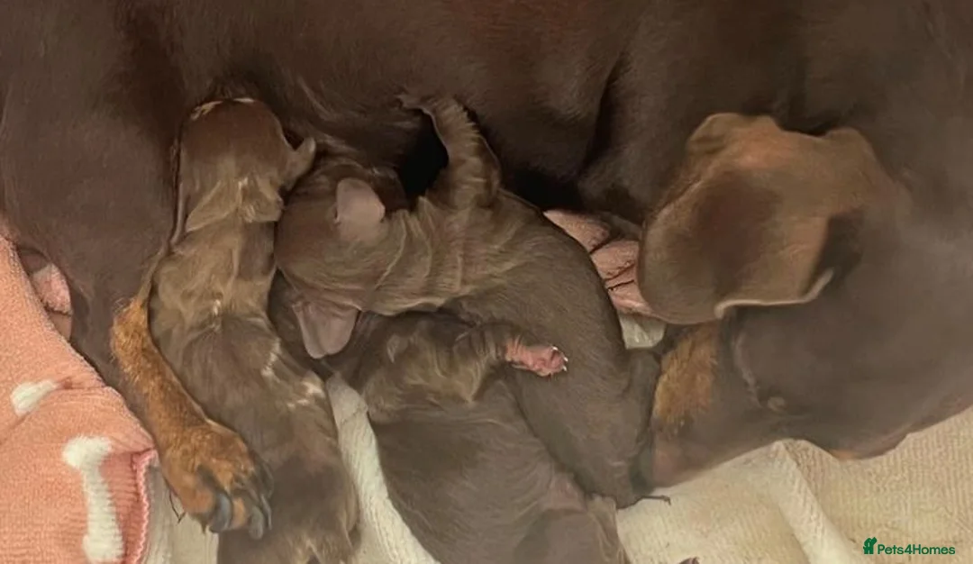 Miniature Dachshund dogs for sale: KC Miniature Smooth Coat Puppies - Advert 17