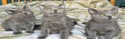 British Shorthair cats for sale: Beautiful British Shorthair kittens  - Advert 10