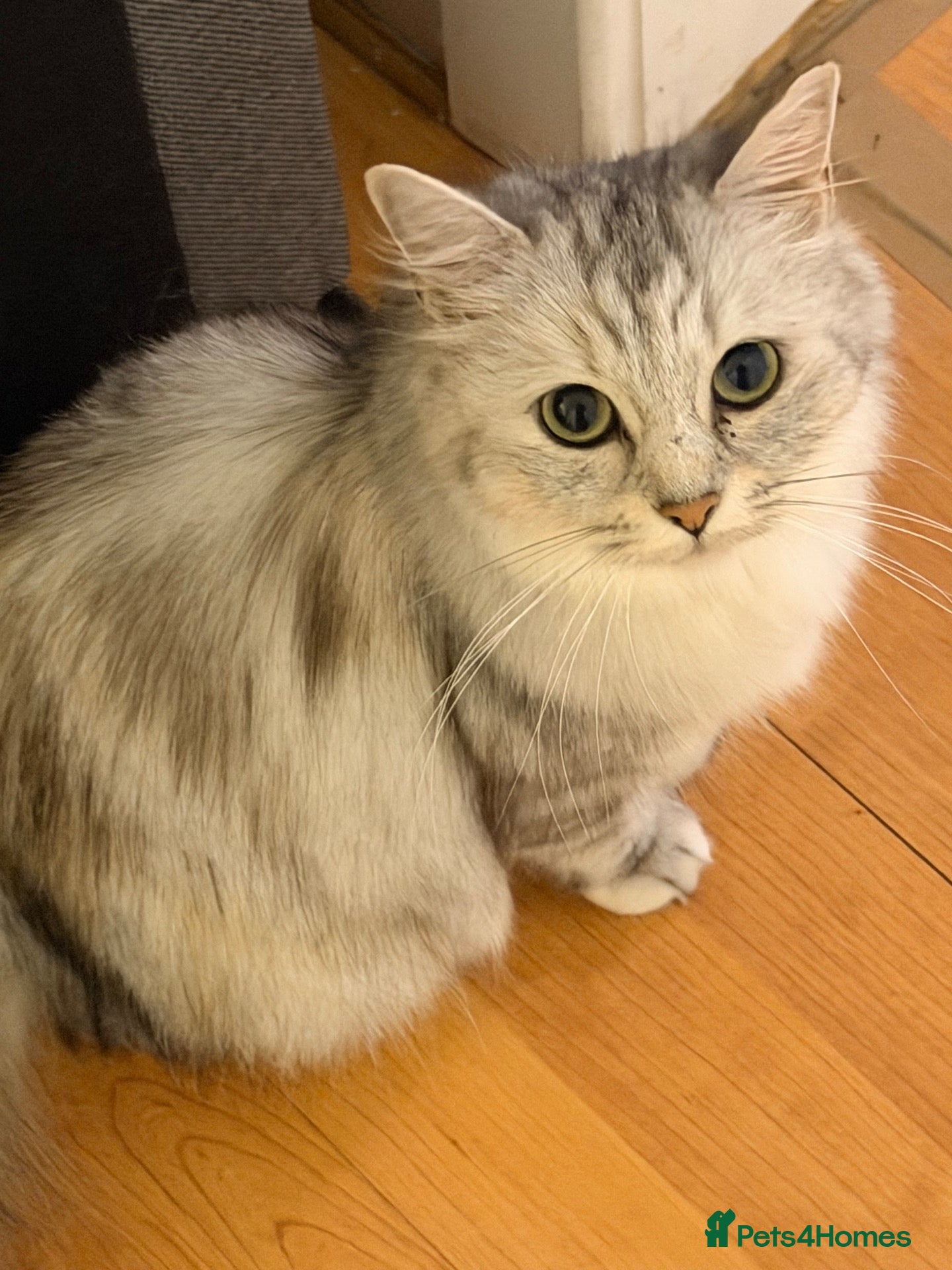 Mixed Breed cats Stunning kittens for sale - Advert 1
