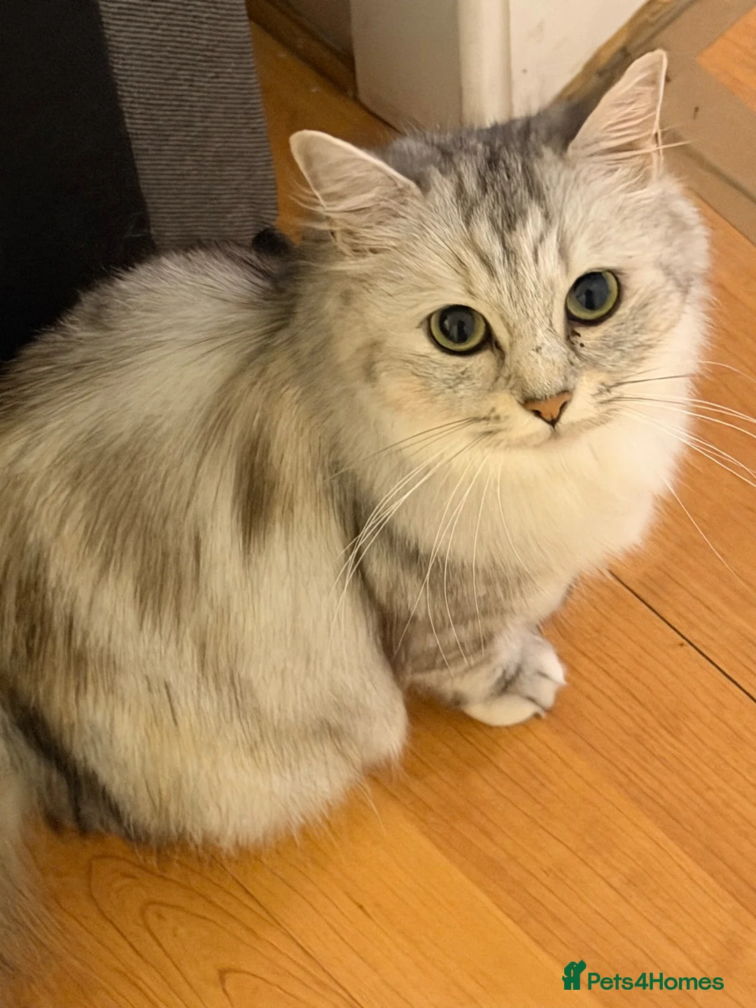 Mixed Breed cats for sale: Stunning kittens for sale - Advert 1