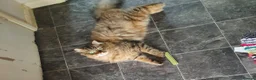 Mixed Breed cats for sale: Norwegian Forest Persian Mix Sweet Male - Advert 5