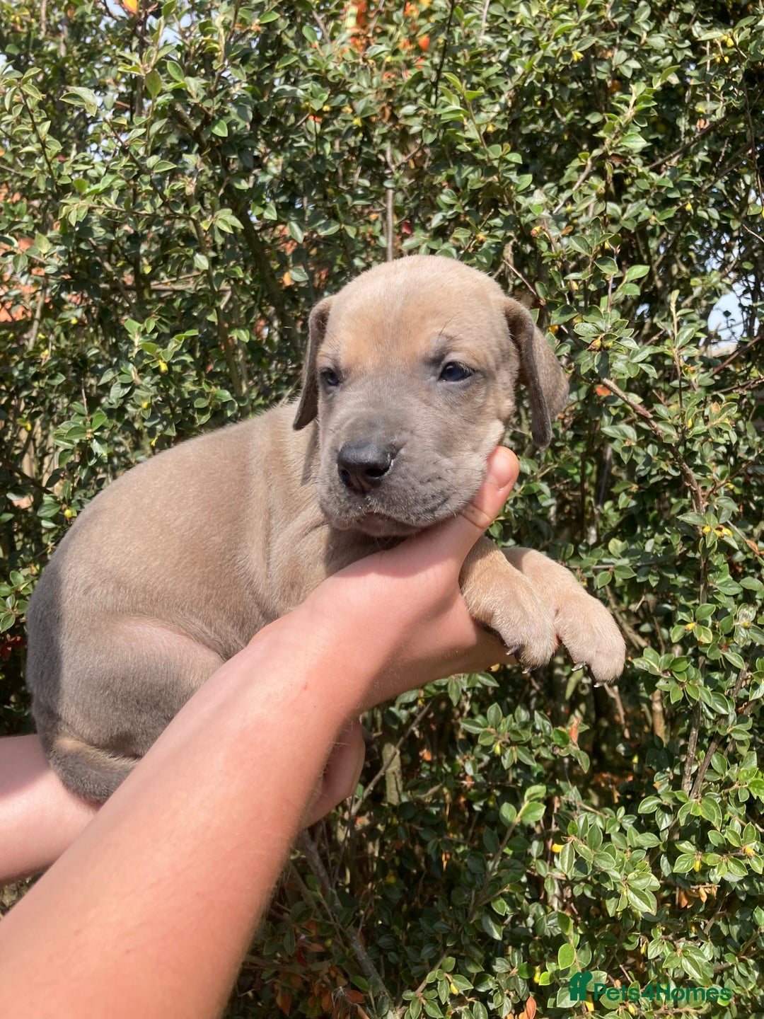Great Dane dogs for sale: Beautiful Great Dane pups - Image 11