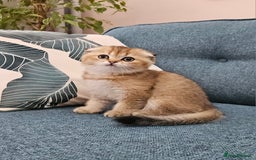 Scottish Fold cats for sale: Excellent Scottish fold kittens  - Image 16
