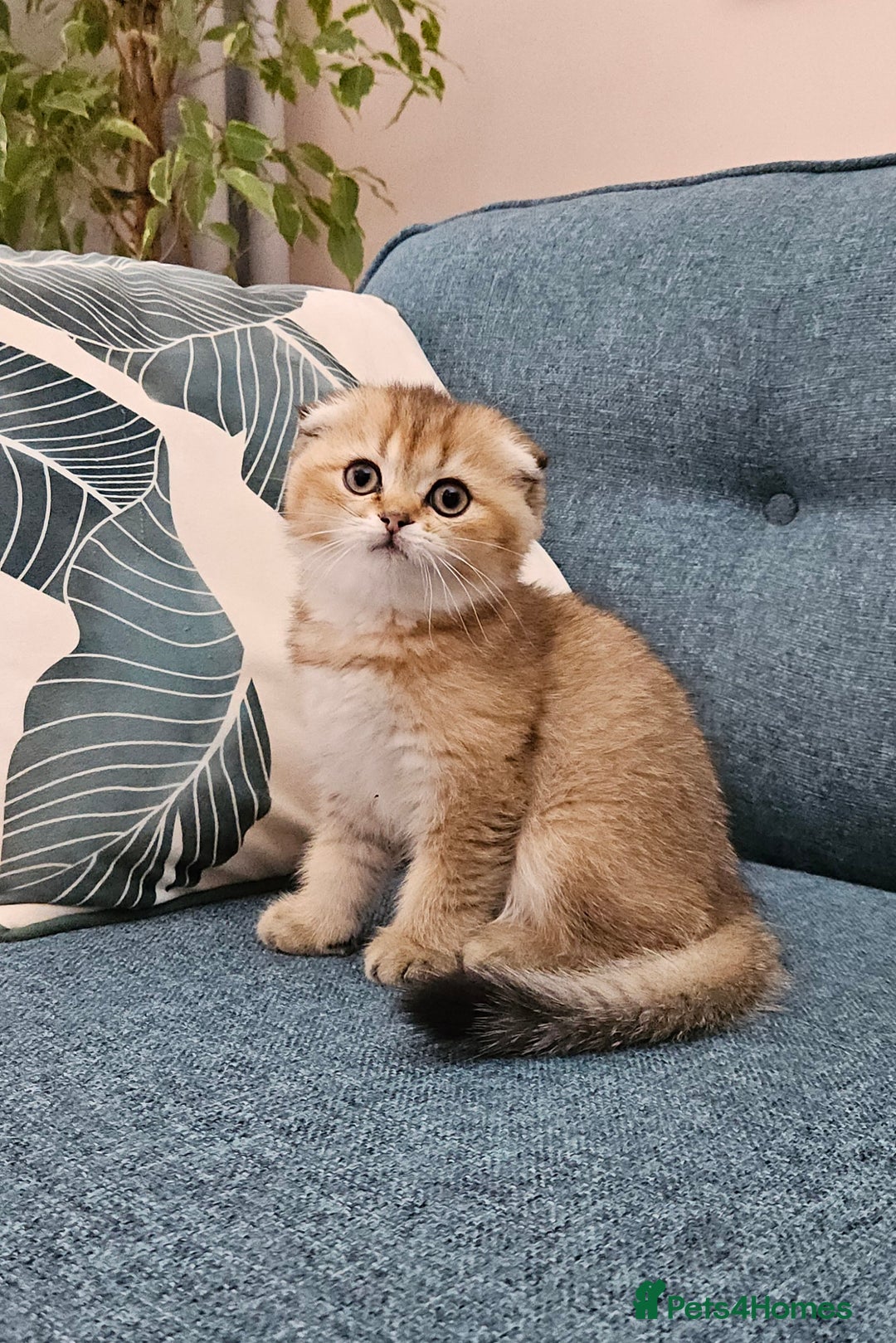Scottish Fold cats for sale: Excellent Scottish fold kittens  - Image 16