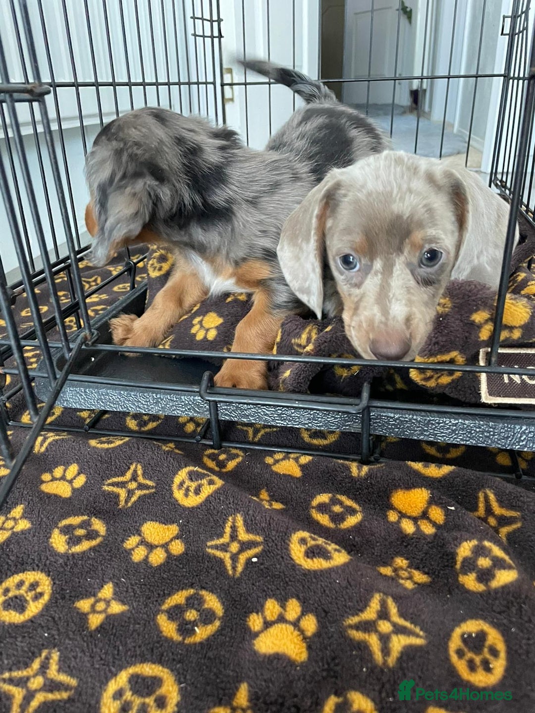 Miniature Dachshund dogs for sale: Miniature dachshund  - Image 4