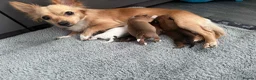 Chihuahua dogs for sale: Puppies  - Advert 9