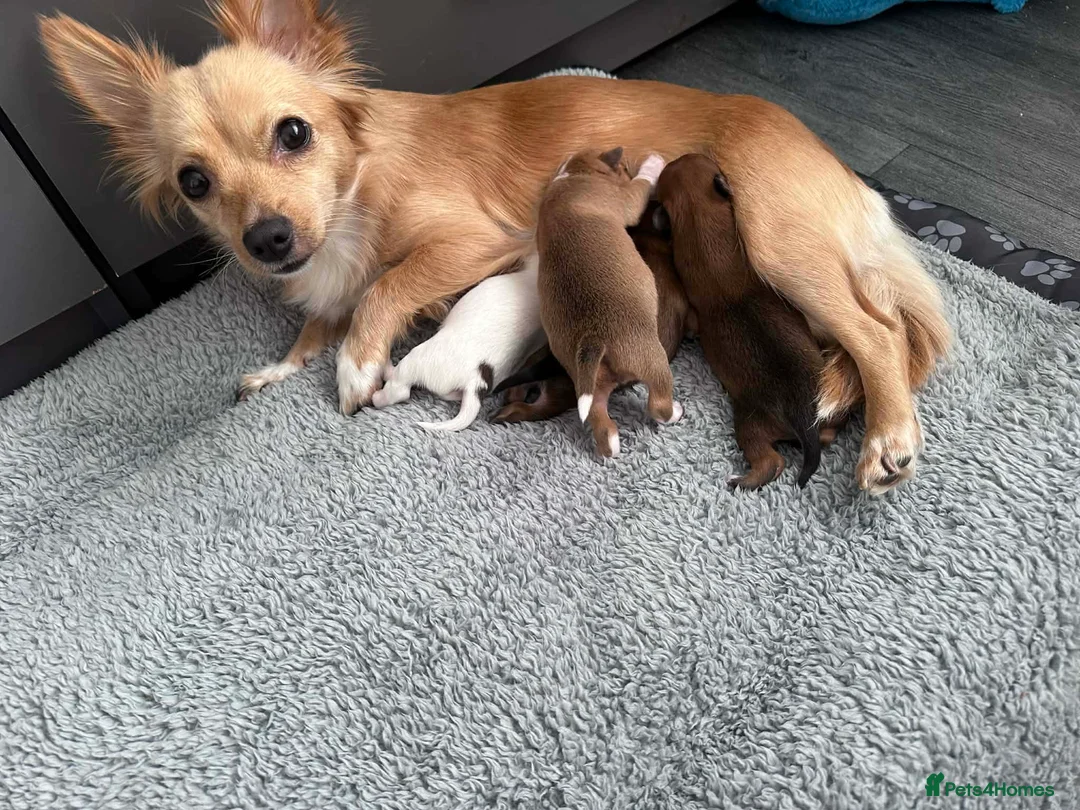 Chihuahua dogs for sale: Puppies  - Advert 9