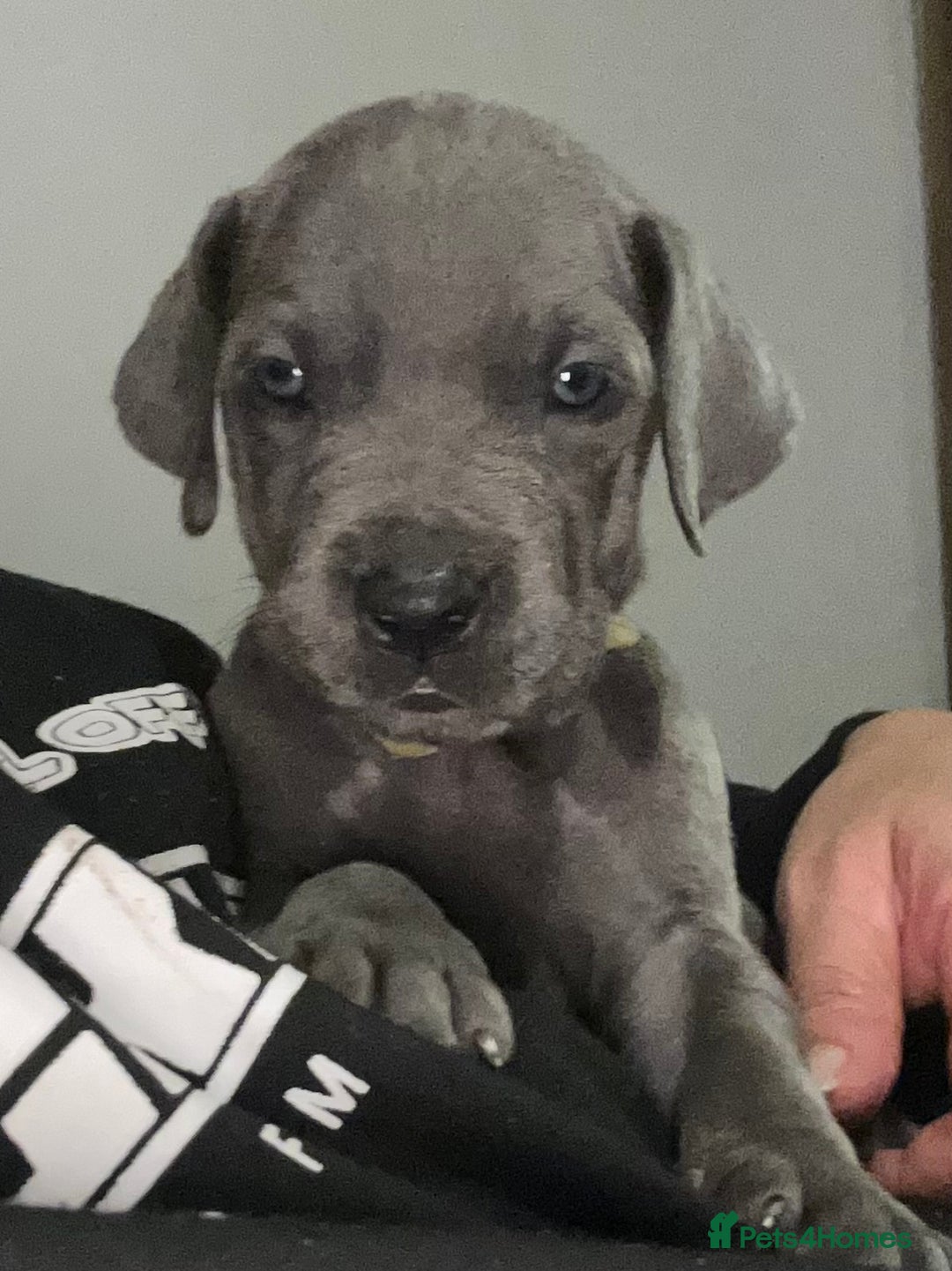 Great Dane dogs for sale: Stunning Great Dane Puppies  - Advert 33