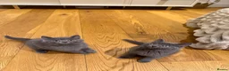 British Shorthair cats for sale: Pure British short hairs - Advert 11