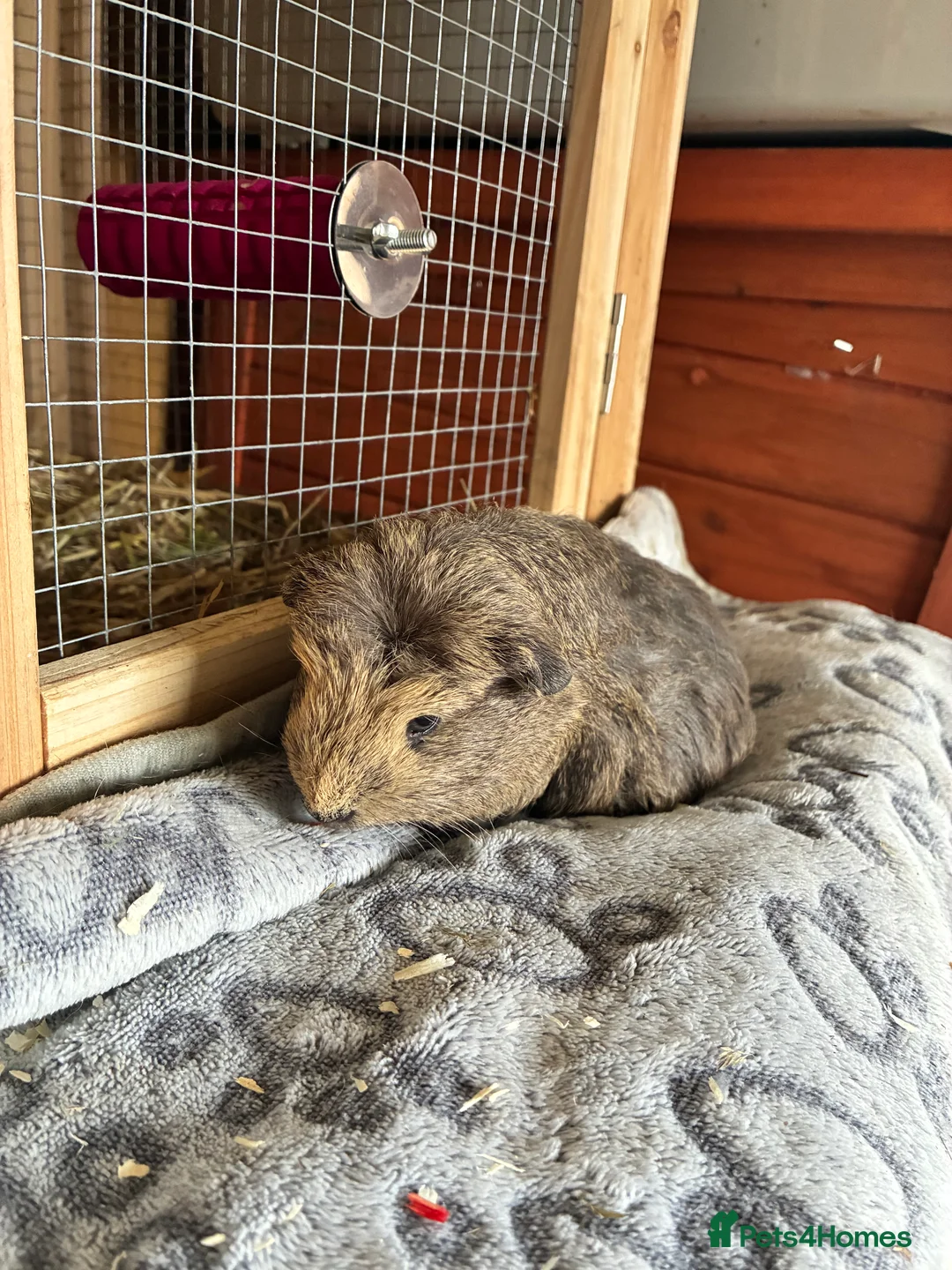 Guinea Pig rodents for sale: Baby pigs for sale !  - Advert 6