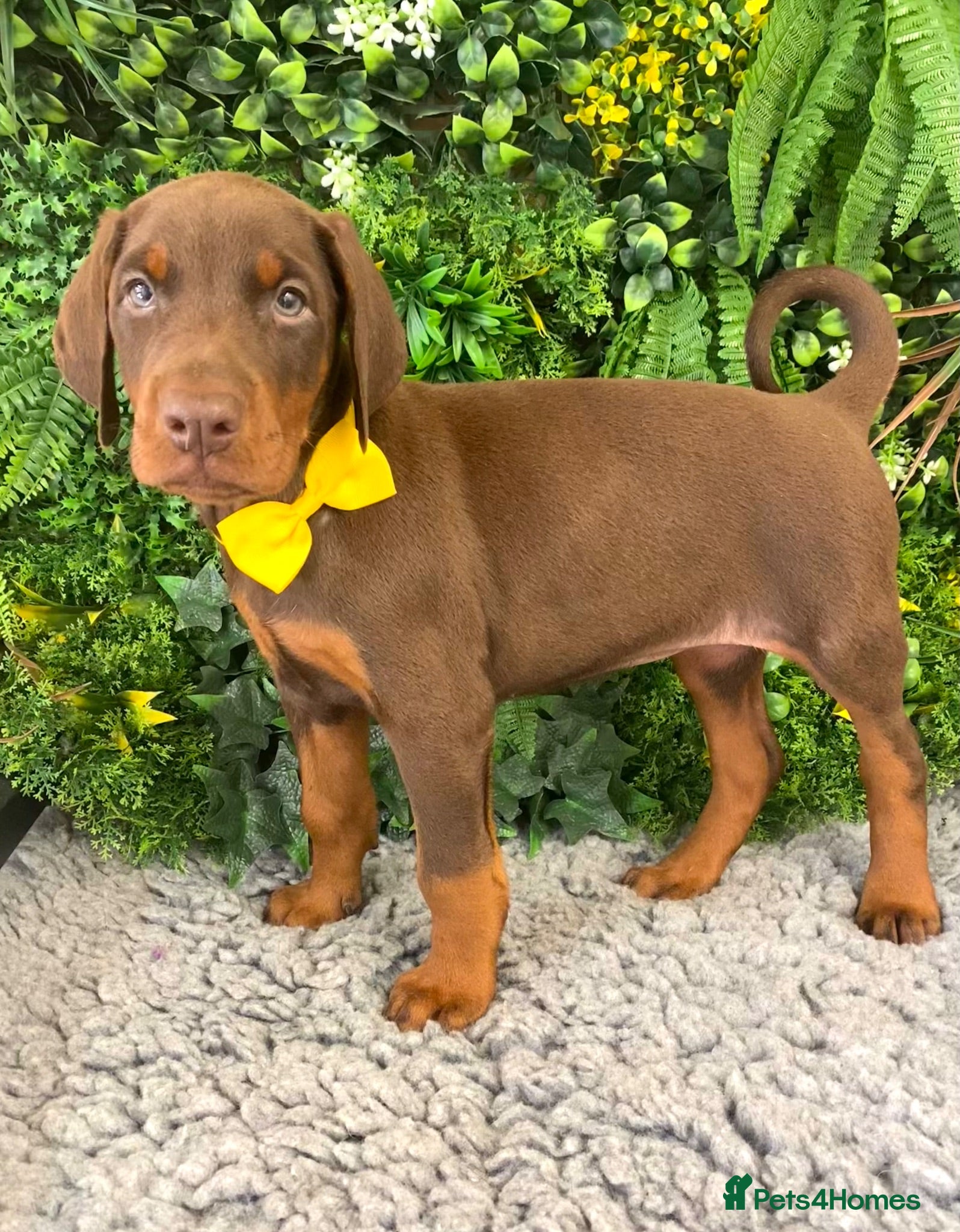 Dobermann dogs KC REG HEALTH TESTED EUROPEAN DOBERMAN PUPPIES - Advert 1