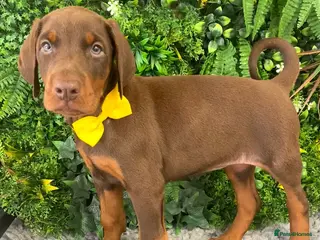Dobermann dogs KC REG HEALTH TESTED EUROPEAN DOBERMAN PUPPIES - Advert 3
