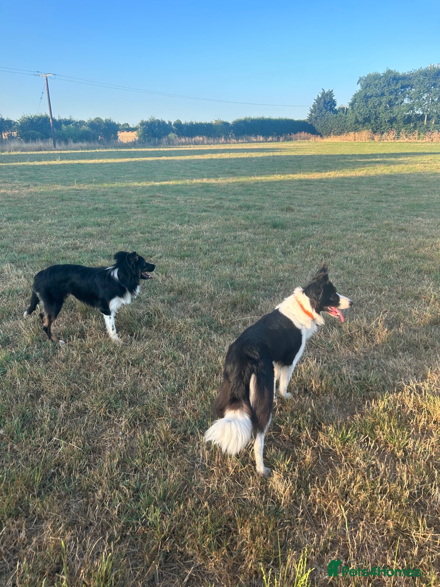 Border Collie dogs Border collie puppies.  - Advert 1