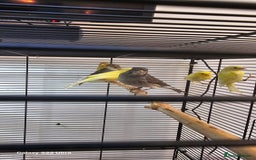 Canaries birds for sale: Irish fancy canary  - Image 8