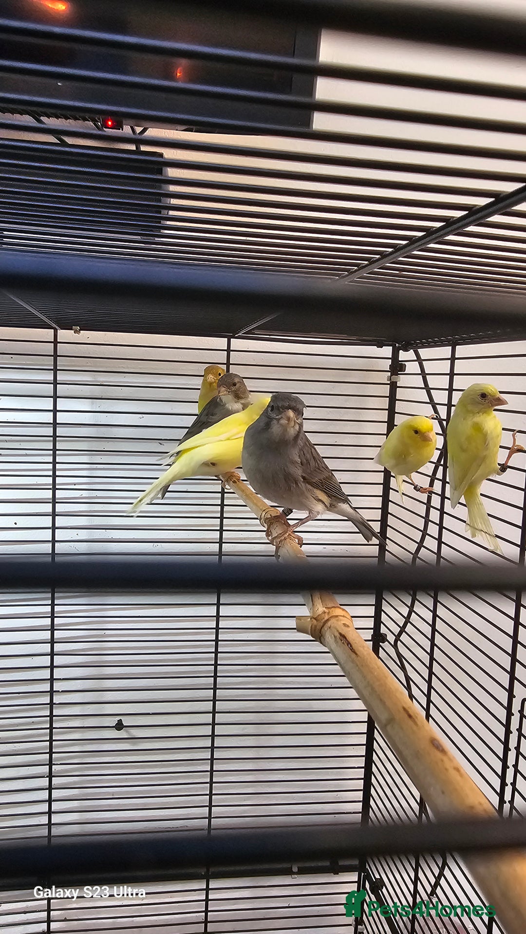 Canaries birds for sale: Irish fancy canary  - Image 8