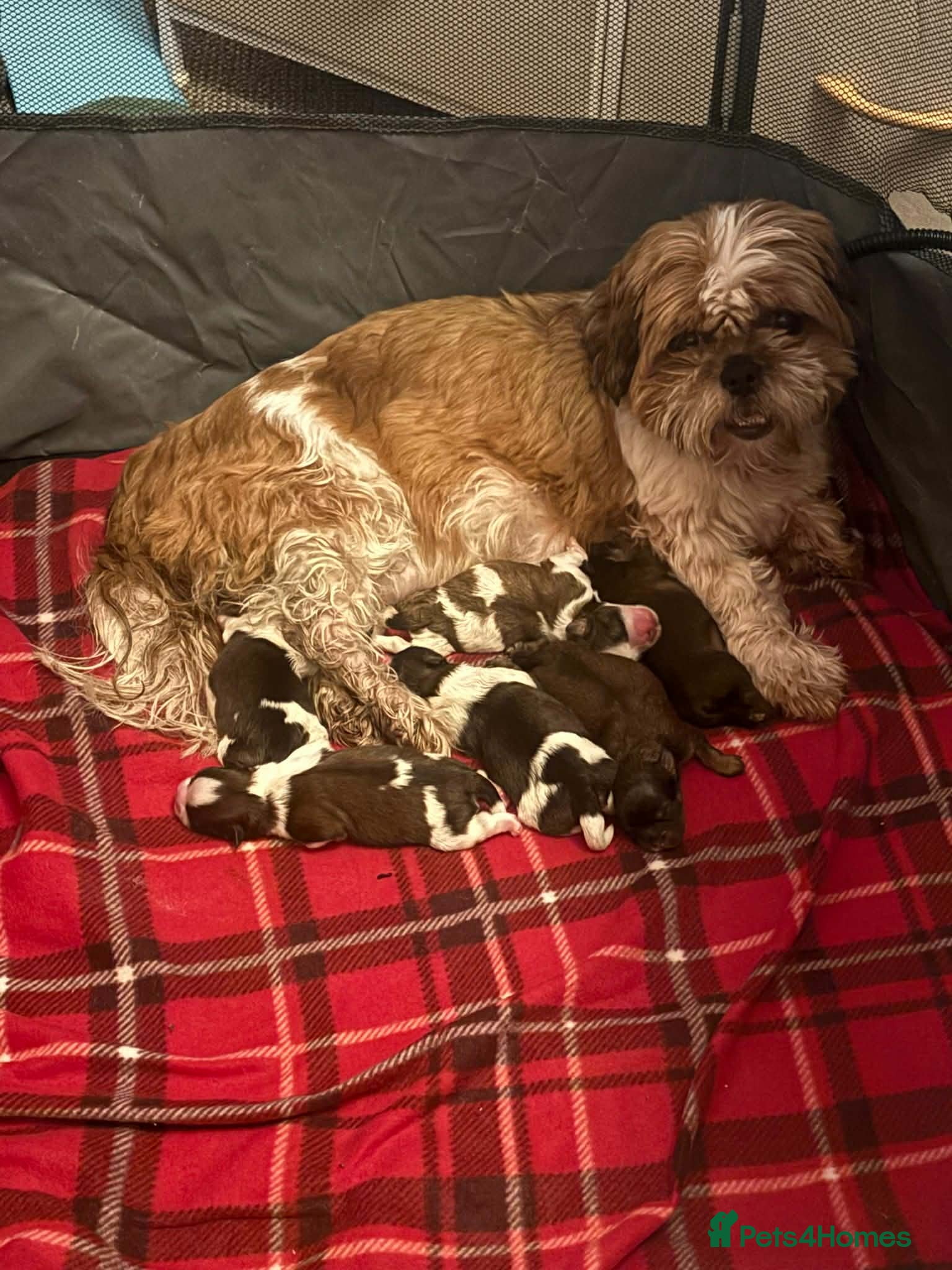 Mixed Breed dogs Shih tzu x teacup Pomeranian  - Advert 1