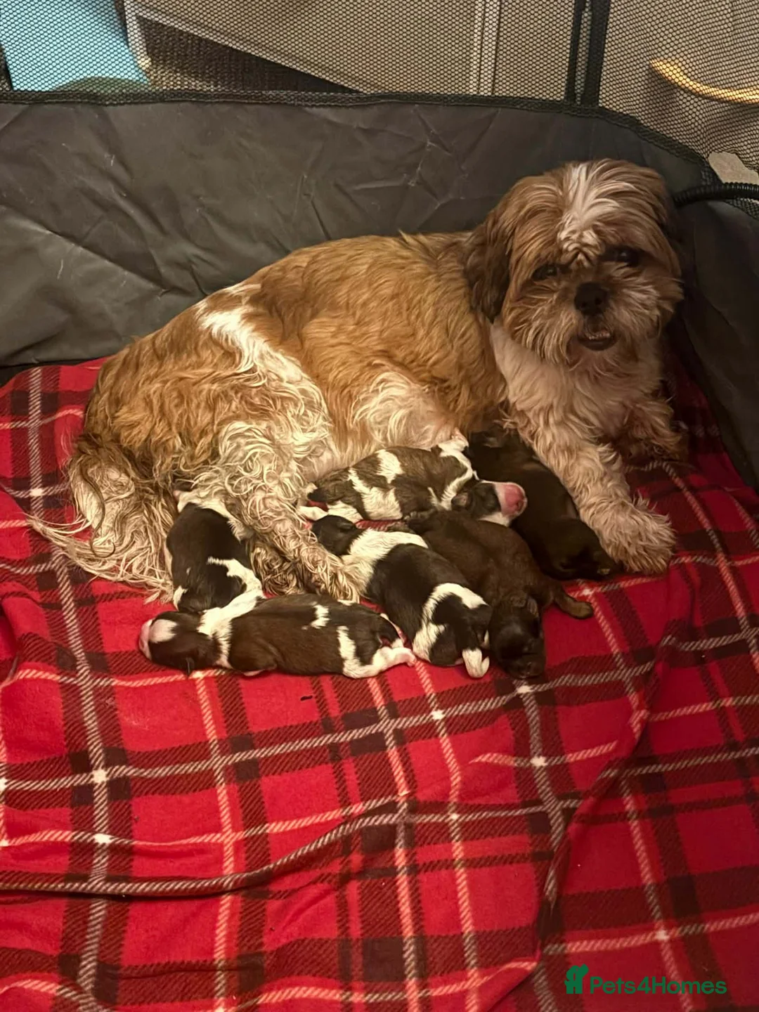 Mixed Breed dogs for sale: Shih tzu x  **  Pomeranian  in Spalding - Advert 1