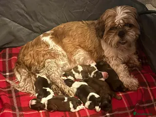 Mixed Breed dogs Shih tzu x teacup Pomeranian - Advert 1