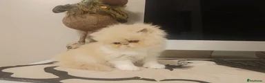 Persian 2
