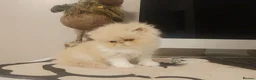 Persian cats for sale: Exotic Persian Kittens  - Advert 4