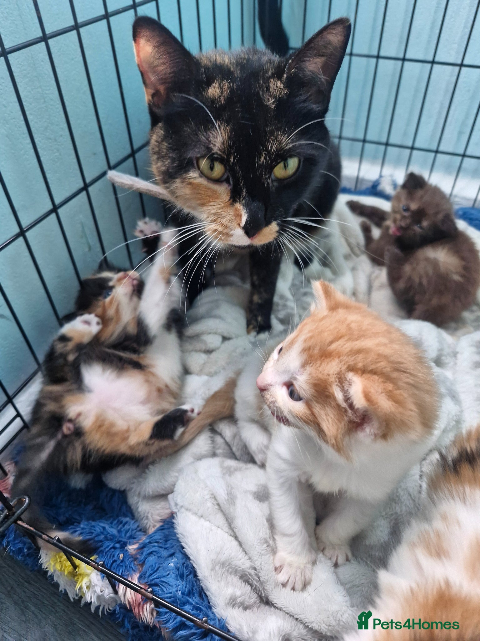 Mixed Breed cats Kittens  - Advert 3