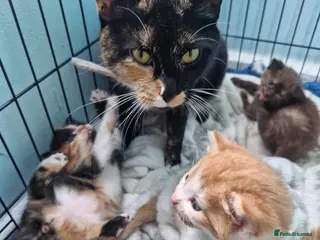 Mixed Breed cats Kittens - Advert 2