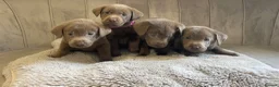 Labrador Retriever dogs for sale: Stunning silver Labradors ready now  - Advert 25