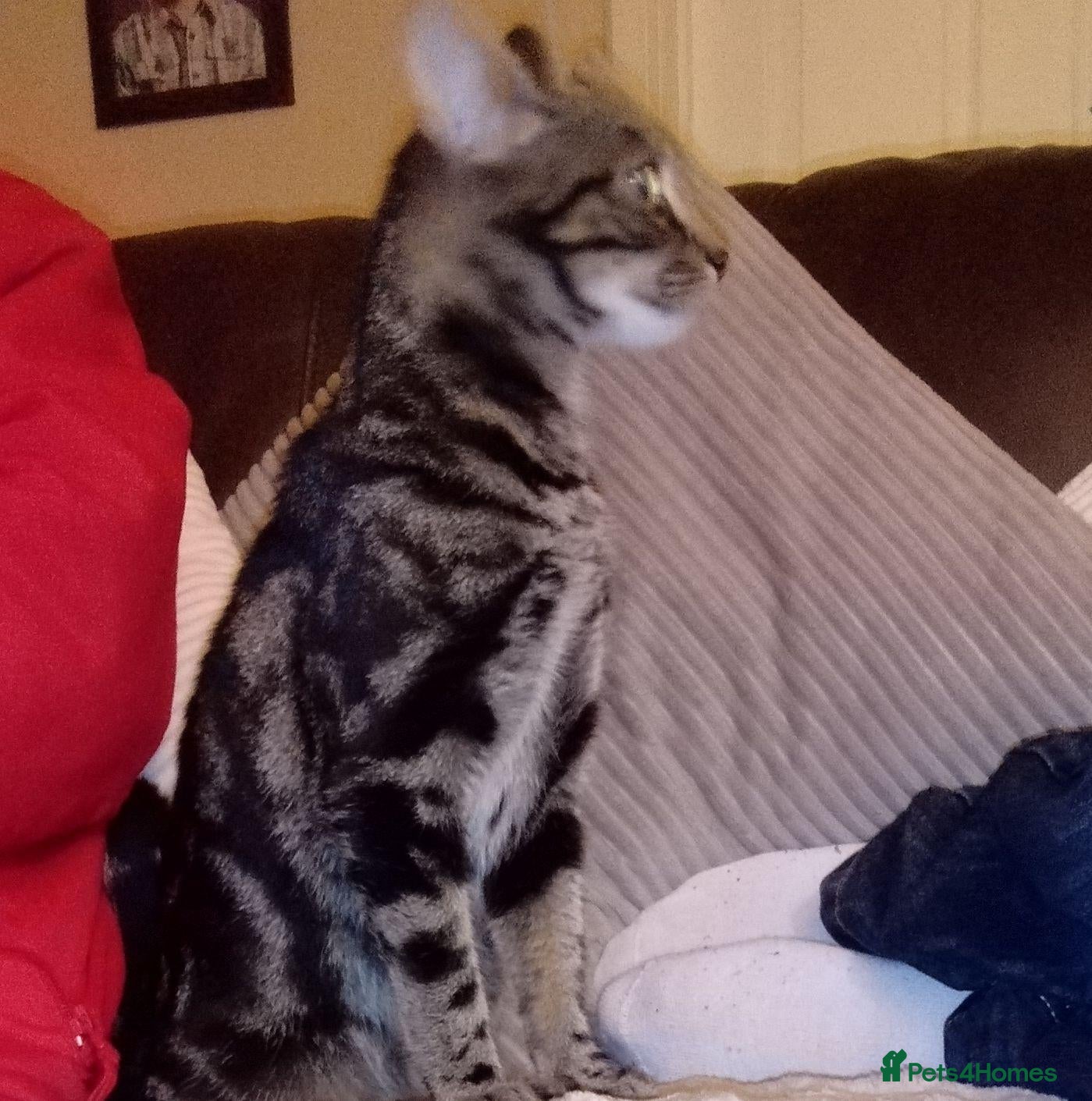 Bengal cats Female Bengal cat 12 months old - Advert 5