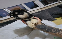 Mixed Breed dogs for sale: Beautiful goberians - Image 6