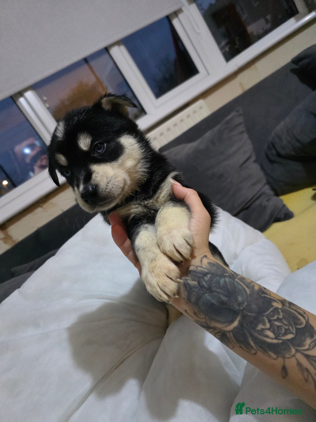 Mixed Breed dogs for sale: Beautiful goberians - Image 6