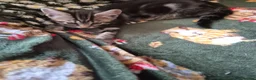 Mixed Breed cats for sale: Kittens Ready to Leave - Advert 15