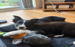 Border Collie dogs for sale: Meet Enzo - Image 5