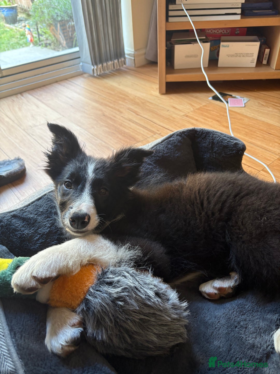 Border Collie dogs for sale: Meet Enzo - Image 5