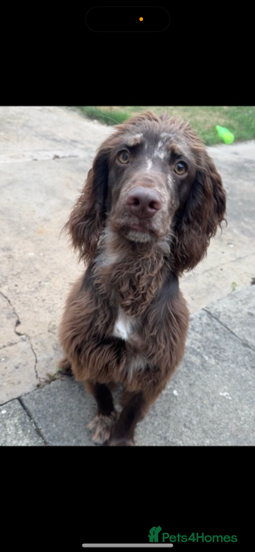 Cocker Spaniel dogs for sale: Cocker spaniel boy  - Advert 2