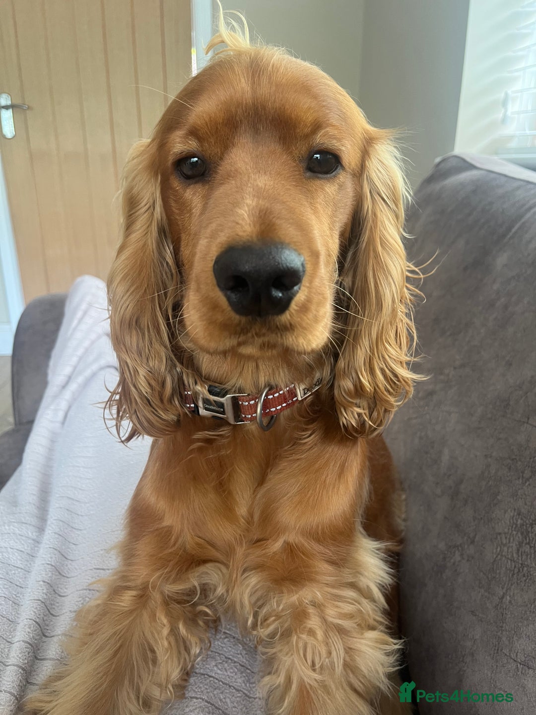 Cocker Spaniel dogs for sale: 1 year old male for sale - Advert 1