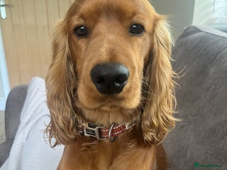 Cocker Spaniel dogs 1 year old male for sale - Advert 1