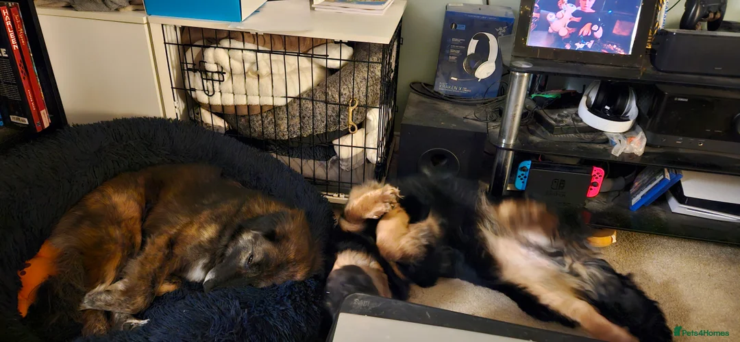 Mixed Breed dogs for adoption: Lovable Lord - Advert 3