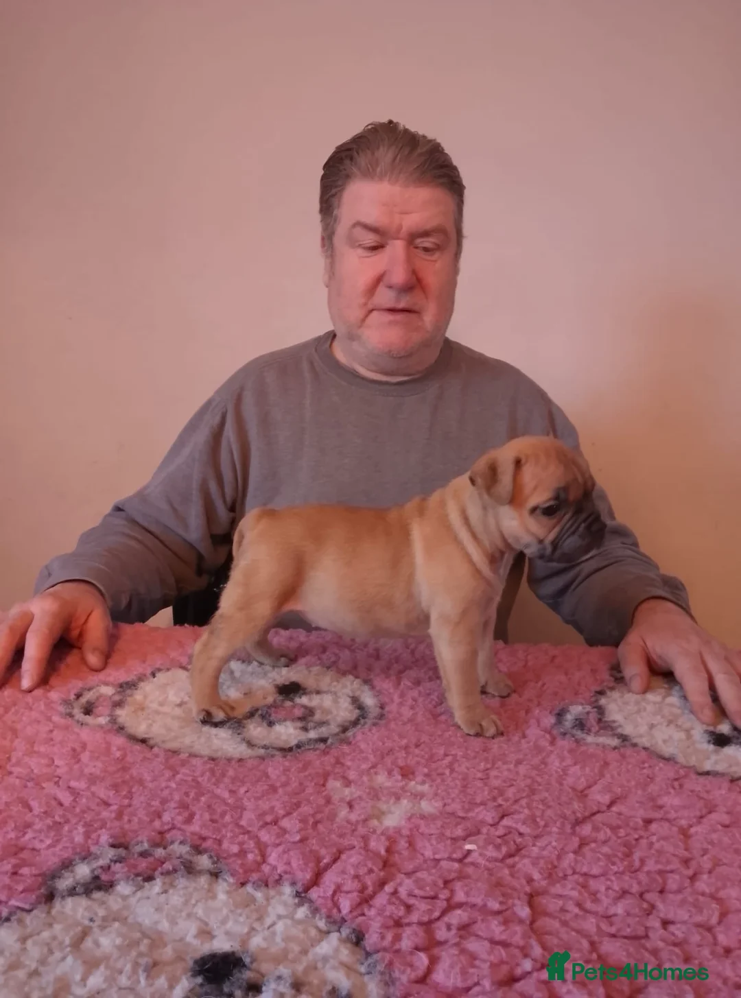 English Bulldog dogs for sale: BARBIEBULLS BULLDOGS - Advert 1