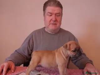 English Bulldog dogs BARBIEBULLS BULLDOGS - Advert 10