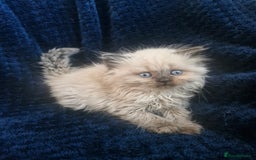 British Shorthair cats for sale: British shorthair and longhair  - Image 2